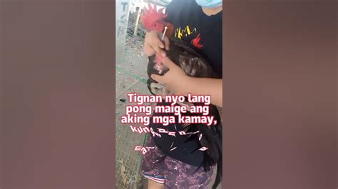 Paano mag injection ng Manok, kahit na mag isa ka lang at .